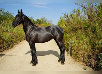 Frison Croisé, Jument, 2 Ans, 152 cm, Gris