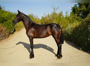 Frison Croisé, Jument, 2 Ans, 152 cm, Noir
