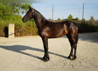 Frison Croisé, Jument, 2 Ans, 152 cm, Noir
