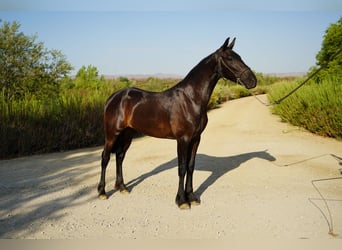 Frison Croisé, Jument, 2 Ans, 152 cm, Noir