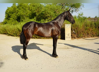 Frison Croisé, Jument, 2 Ans, 152 cm, Noir