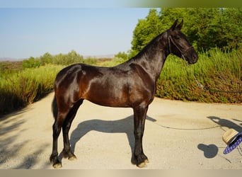 Frison Croisé, Jument, 2 Ans, 152 cm, Noir