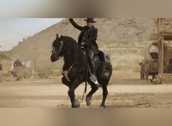 Frison Croisé, Jument, 2 Ans, 152 cm, Noir