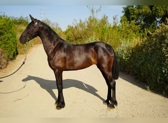 Frison Croisé, Jument, 2 Ans, 152 cm, Noir
