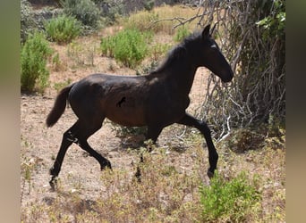 Frison Croisé, Jument, 2 Ans, 160 cm, Noir