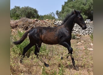 Frison Croisé, Jument, 2 Ans, 160 cm, Noir