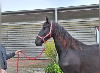 Frison, Jument, 2 Ans, 162 cm, Noir