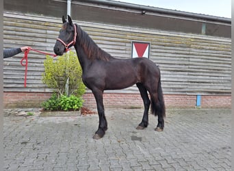 Frison, Jument, 2 Ans, 162 cm, Noir