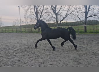 Frison, Jument, 2 Ans, 165 cm, Noir