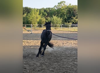 Frison, Jument, 2 Ans, 167 cm, Noir