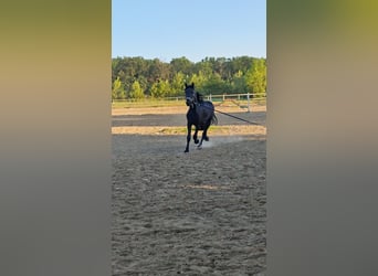 Frison, Jument, 2 Ans, 167 cm, Noir