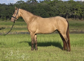 Frison Croisé, Jument, 3 Ans, 152 cm, Champagne