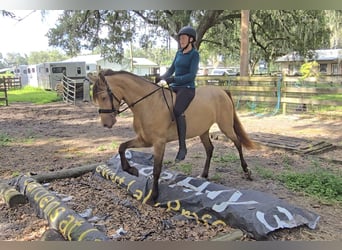 Frison Croisé, Jument, 3 Ans, 152 cm, Champagne