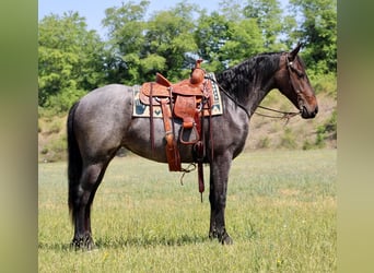 Frison Croisé, Jument, 3 Ans, 152 cm, Rouan Bleu