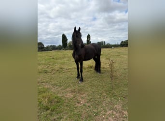 Frison, Jument, 3 Ans, 155 cm, Noir