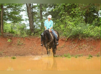 Frison, Jument, 3 Ans, 155 cm