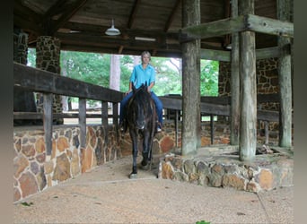 Frison, Jument, 3 Ans, 155 cm
