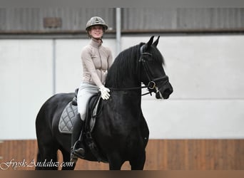Frison, Jument, 3 Ans, 159 cm, Noir