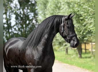 Frison, Jument, 3 Ans, 160 cm, Noir