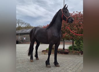 Frison, Jument, 3 Ans, 162 cm, Noir