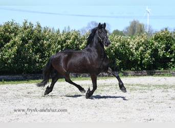 Frison, Jument, 3 Ans, 162 cm, Noir