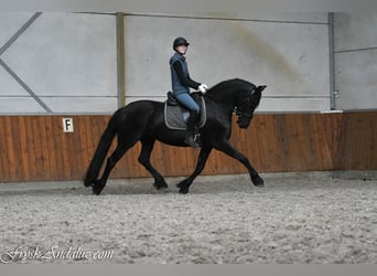 Frison, Jument, 3 Ans, 162 cm, Noir