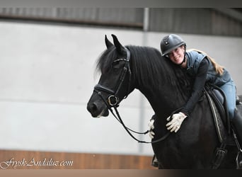 Frison, Jument, 3 Ans, 162 cm, Noir