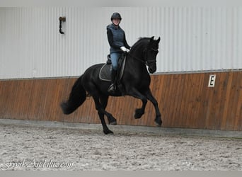 Frison, Jument, 3 Ans, 162 cm, Noir