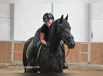 Frison, Jument, 3 Ans, 162 cm, Noir