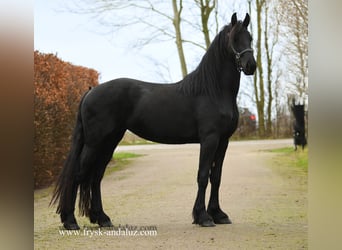 Frison, Jument, 3 Ans, 162 cm, Noir