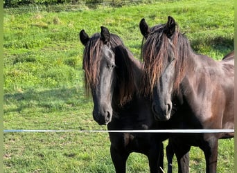 Frison, Jument, 3 Ans, 162 cm, Noir