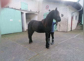 Frison, Jument, 3 Ans, 162 cm, Noir
