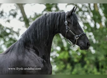 Frison, Jument, 3 Ans, 162 cm, Noir