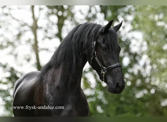 Frison, Jument, 3 Ans, 162 cm, Noir