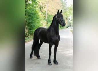 Frison, Jument, 3 Ans, 163 cm, Noir