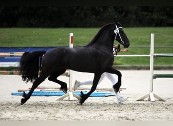 Frison, Jument, 3 Ans, 163 cm, Noir