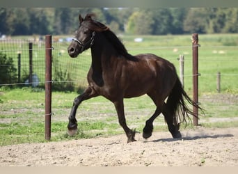 Frison, Jument, 3 Ans, 163 cm, Noir