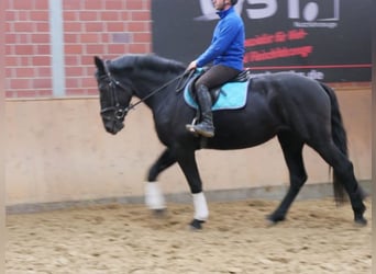 Frison Croisé, Jument, 3 Ans, 166 cm