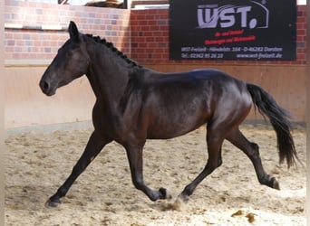 Frison Croisé, Jument, 3 Ans, 166 cm