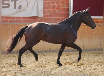 Frison Croisé, Jument, 3 Ans, 166 cm