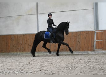 Frison, Jument, 3 Ans, 166 cm, Noir