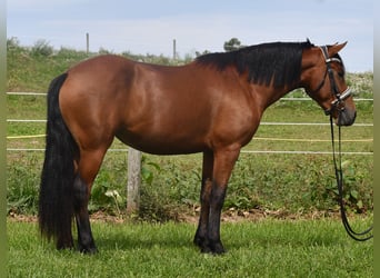 Frison Croisé, Jument, 3 Ans, Bai cerise