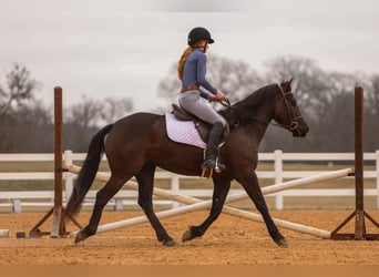 Frison Croisé, Jument, 4 Ans, 150 cm, Noir