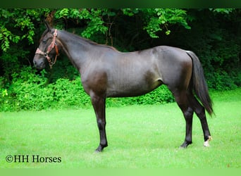 Frison, Jument, 4 Ans, 152 cm, Rouan Bleu