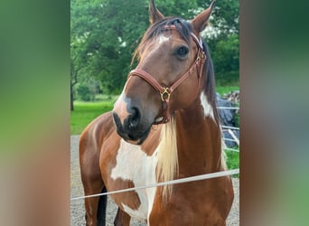 Frison Croisé, Jument, 4 Ans, 155 cm, Bai