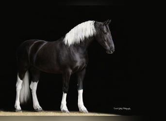 Frison Croisé, Jument, 4 Ans, 157 cm, Pinto