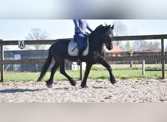 Frison, Jument, 4 Ans, 158 cm, Noir