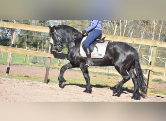 Frison, Jument, 4 Ans, 158 cm, Noir