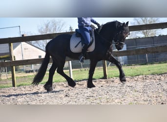 Frison, Jument, 4 Ans, 158 cm, Noir
