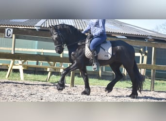 Frison, Jument, 4 Ans, 158 cm, Noir